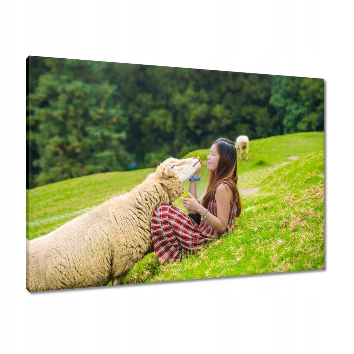 Obrazy 100x70 Moje ovečka Hala Hory