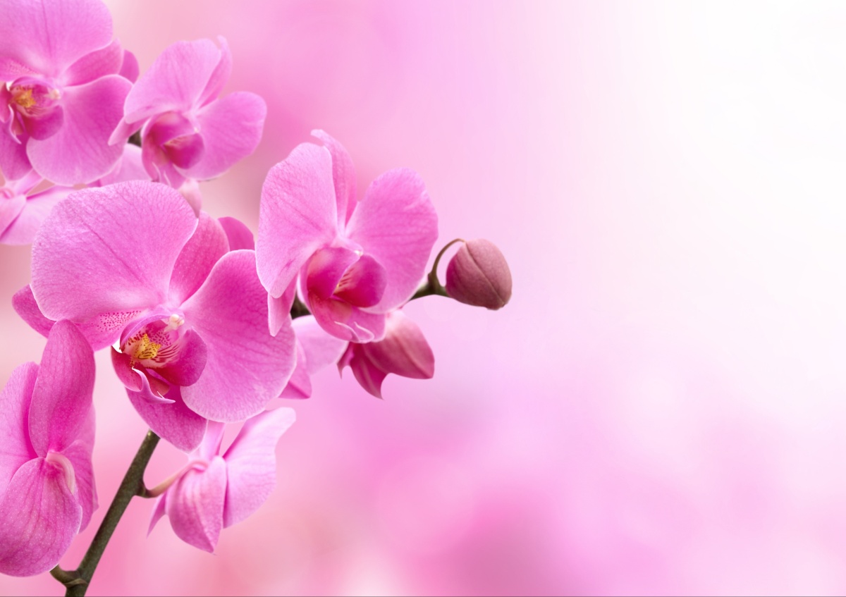 

Fototapeta Flizelinowa Różowa orchidea 312x219