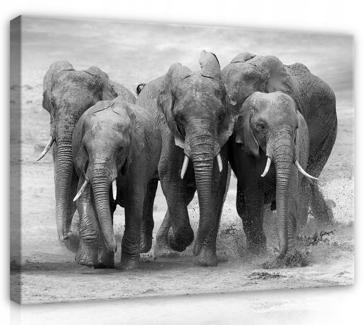 Obraz Na Plátně Canvas 100x75 Slon Sloni Stádo