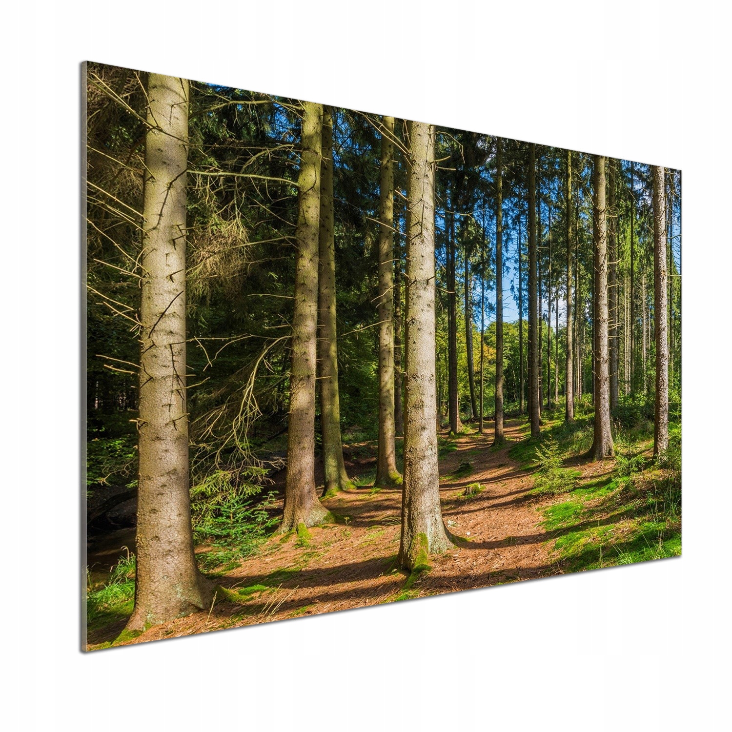 Panel do kuchyne Panoráma lesa 100 x 70 cm Lepidlo