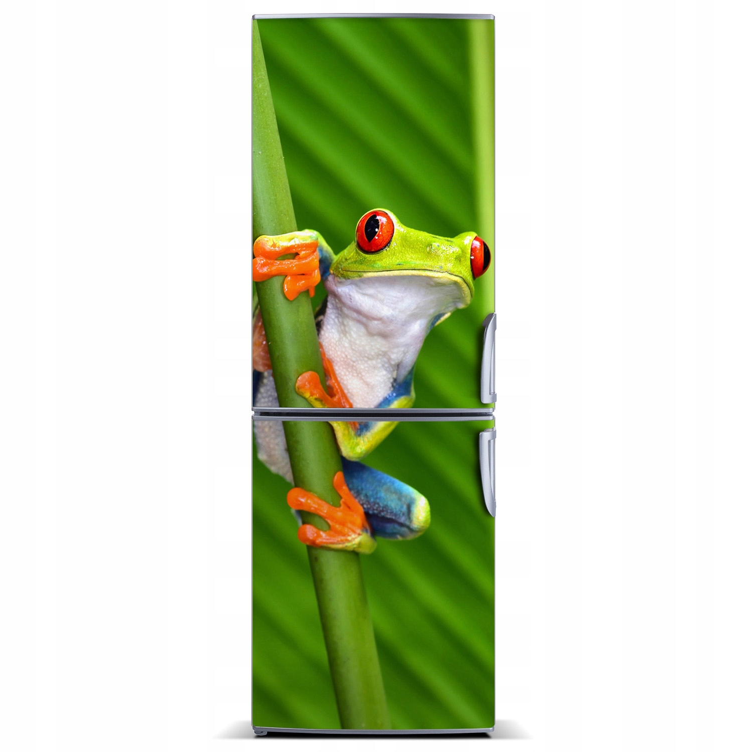 

Naklejka Magnes na lodówkę Rzekotka drzewna 60x180