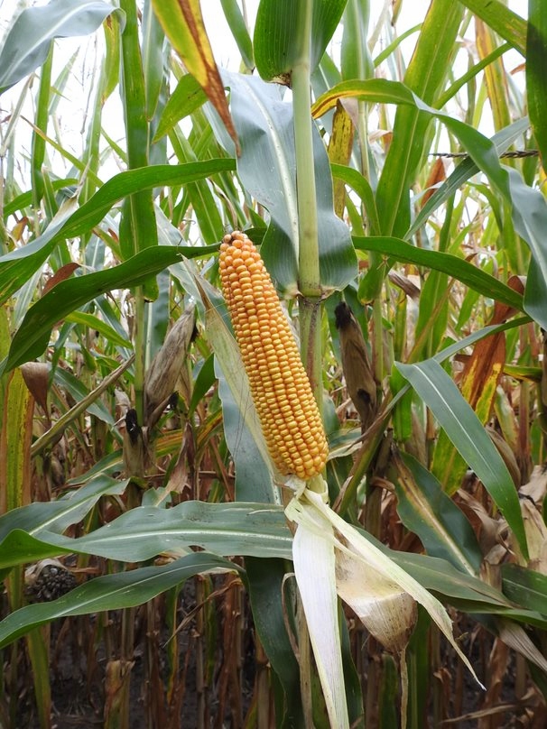 Nasiona kukurydzy SM Ameca FAO260 50tys.nasion wysokie rośliny Marka inny