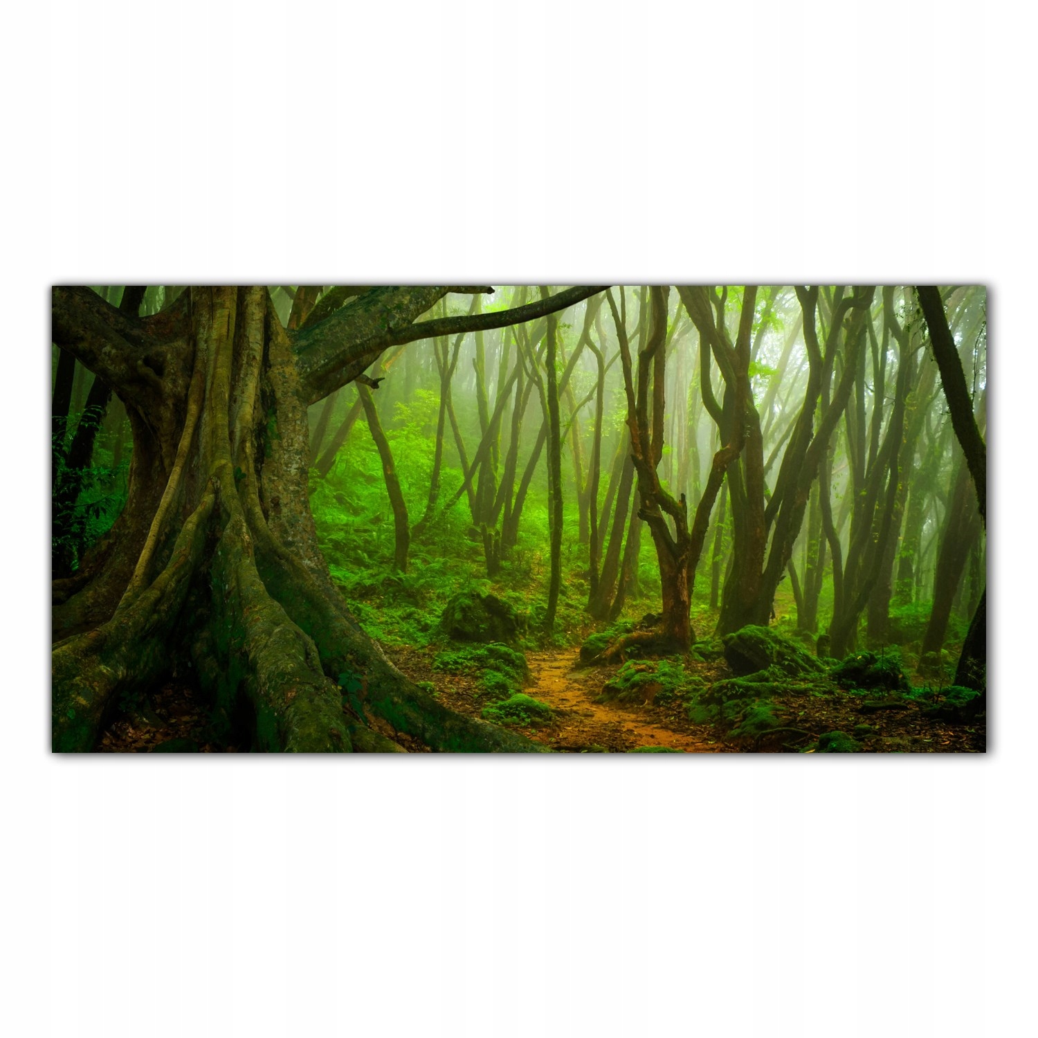 

Obraz Szklany Foto-obraz Dżungla Krajobraz 120x60