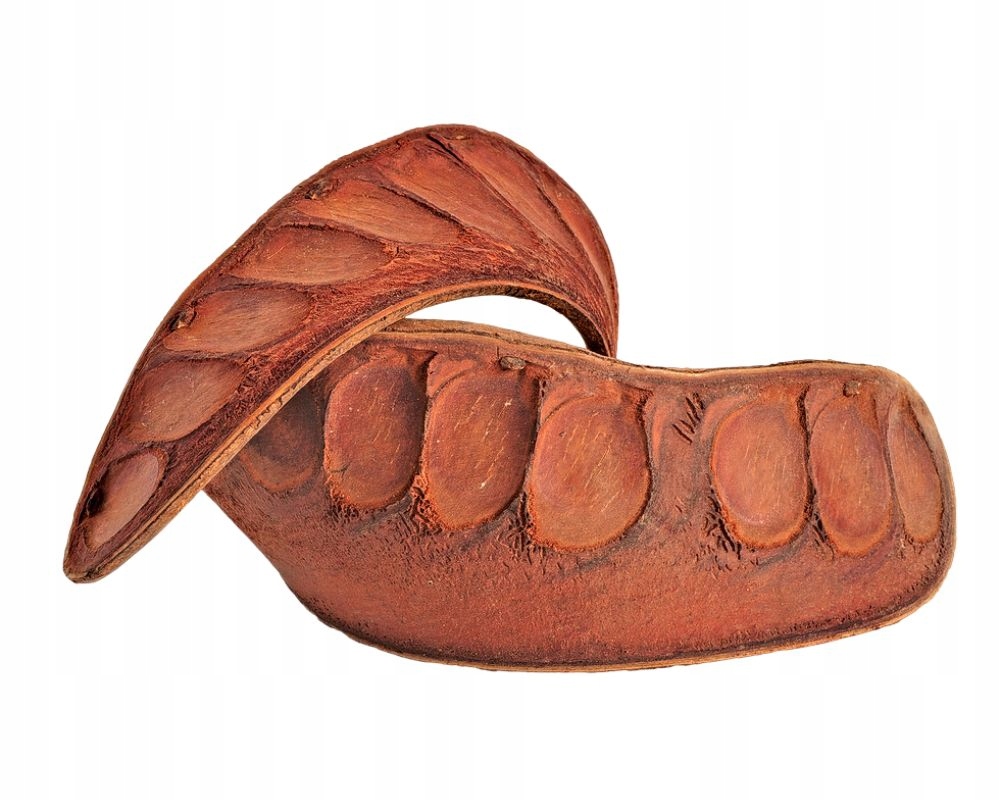 

Uszy słonia susz 12-18 cm wystrój terrarium