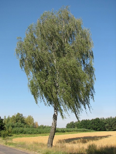 Freon BR4 Bříza výška 25 28cm Model Modelářský strom Expert