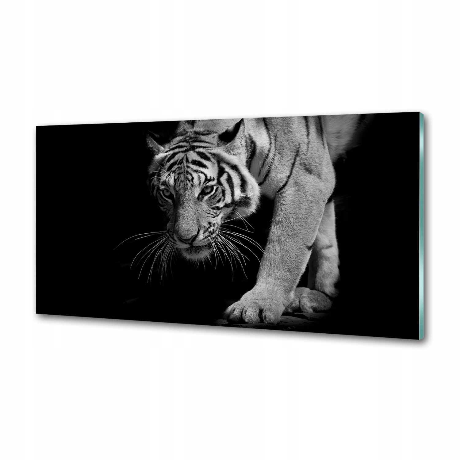 Sklenený panel do kuchyne Tiger 100 x 50 cm Lepidlo