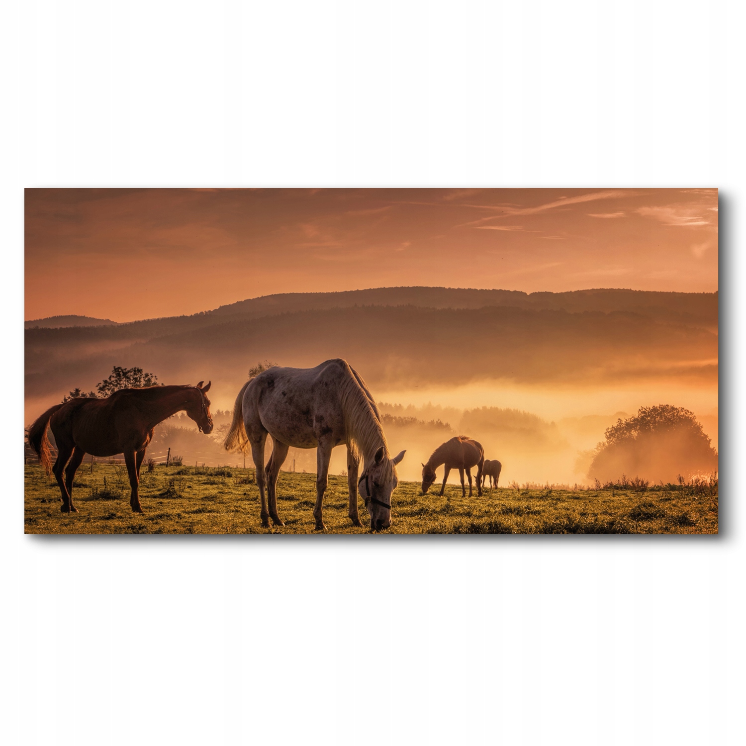 Kone západ lúka 140x70 Tlačené obrazy canvas