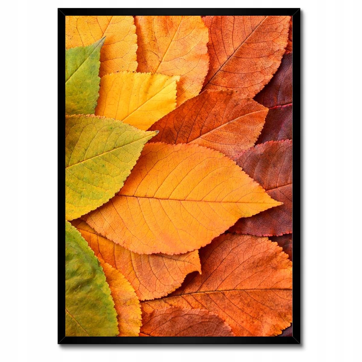 Plakáty v rámu 50x70 Podzimní barevné listy Listy v barvách podzimu