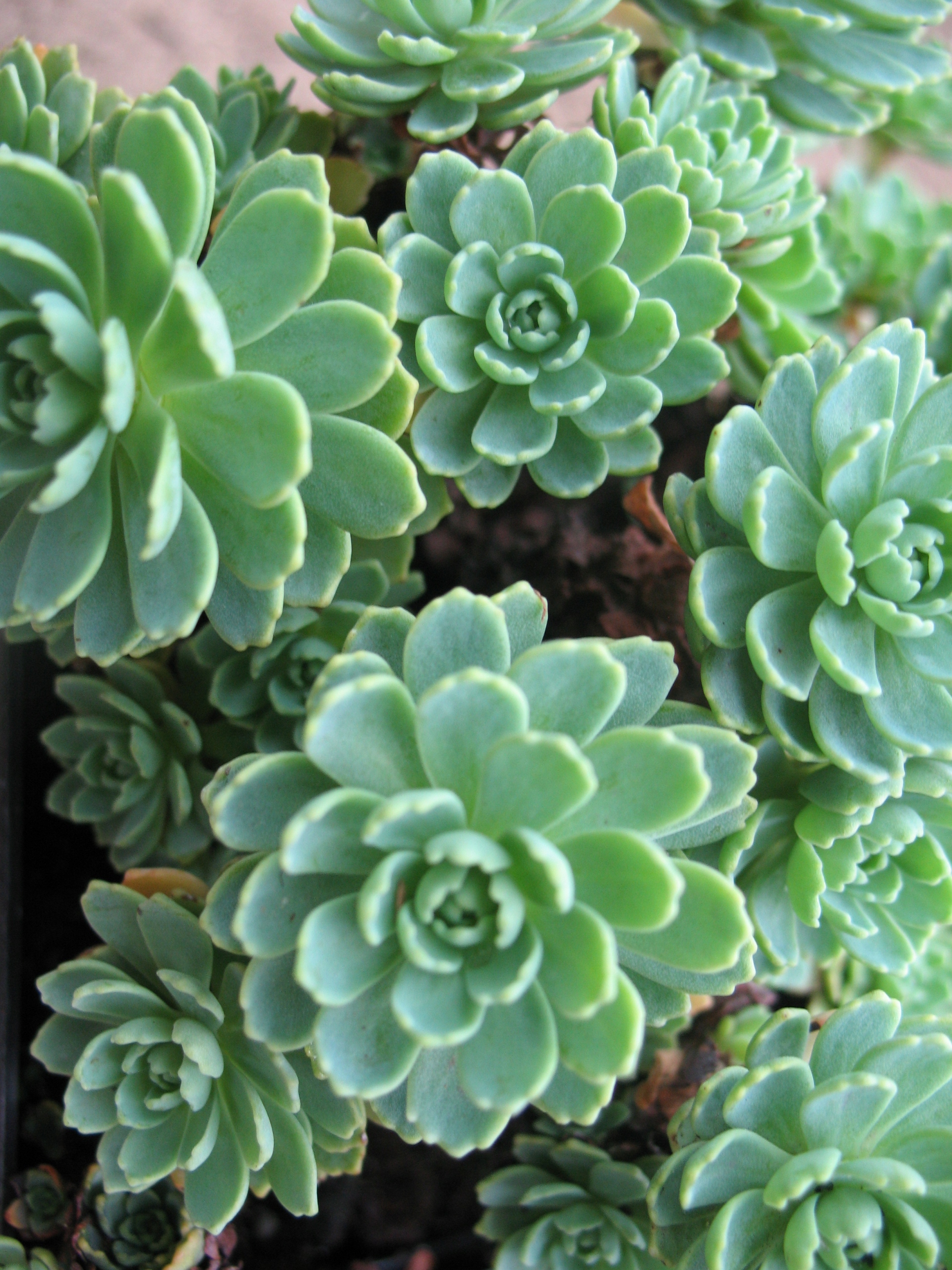 Очиток первоцвета в виде соцветий