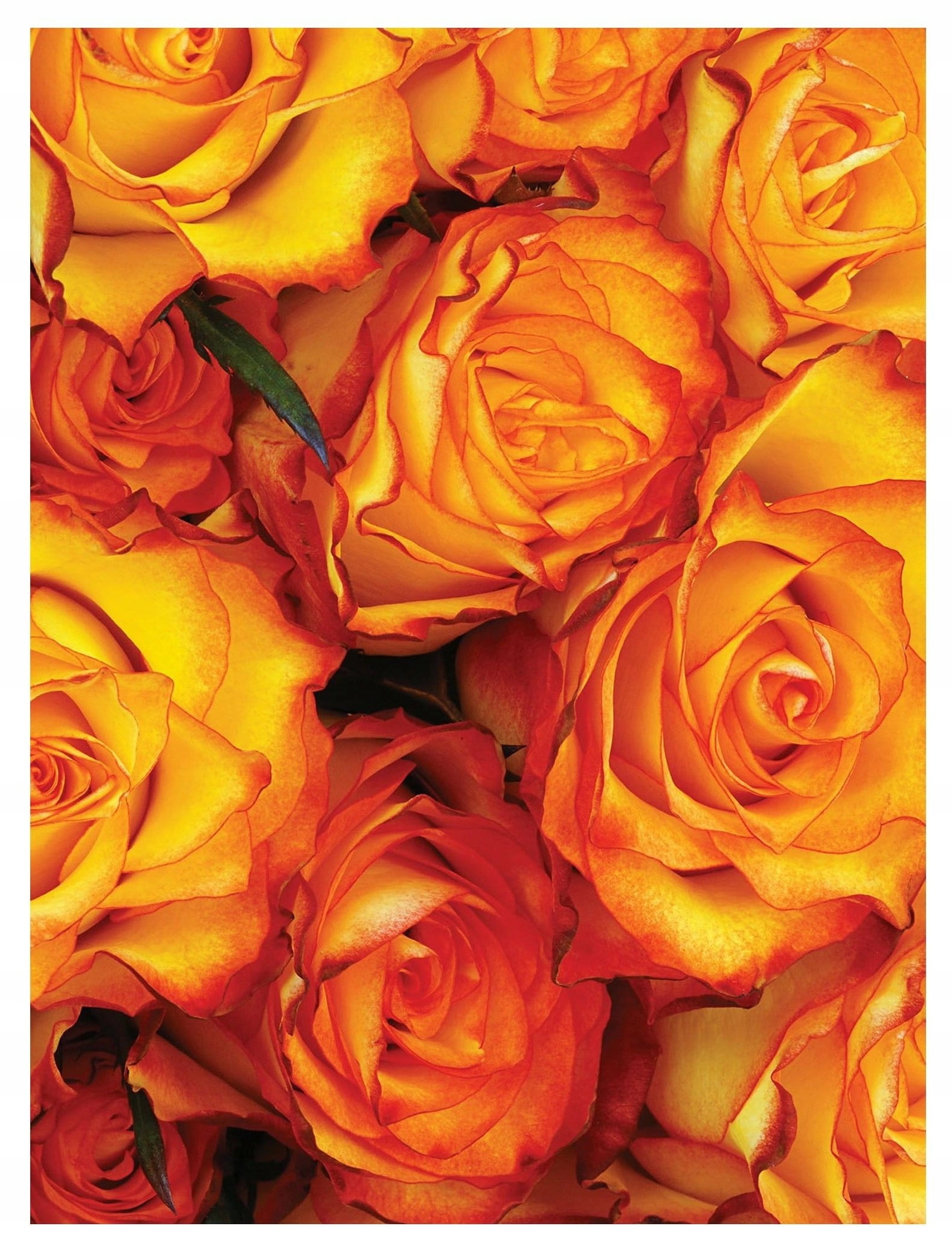 Vliesová fototapeta Oranžovo-žluté růže kvetoucí zahrada 184x254 lepidlo