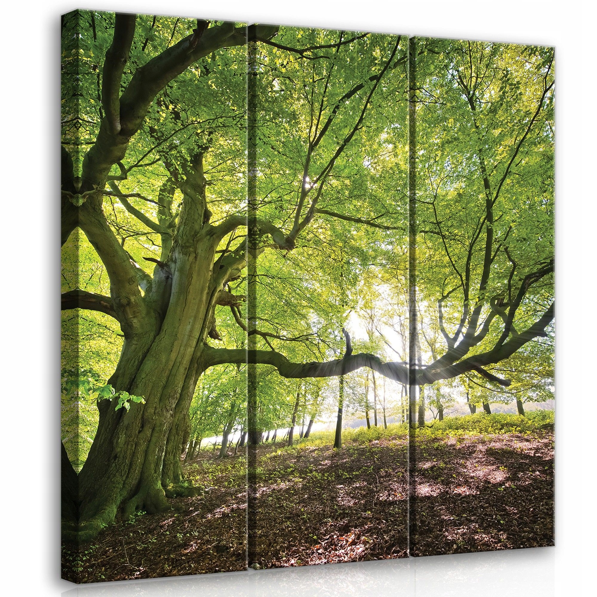 Obraz 90x100 Les slunce světlo příroda strom větve listy klid