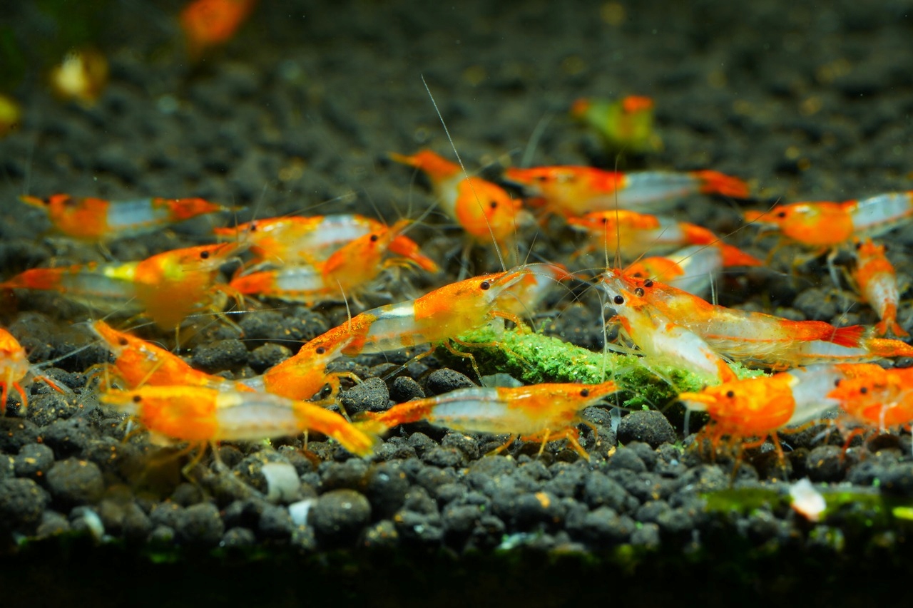 Krewetki Neocaridina Orange Rilli