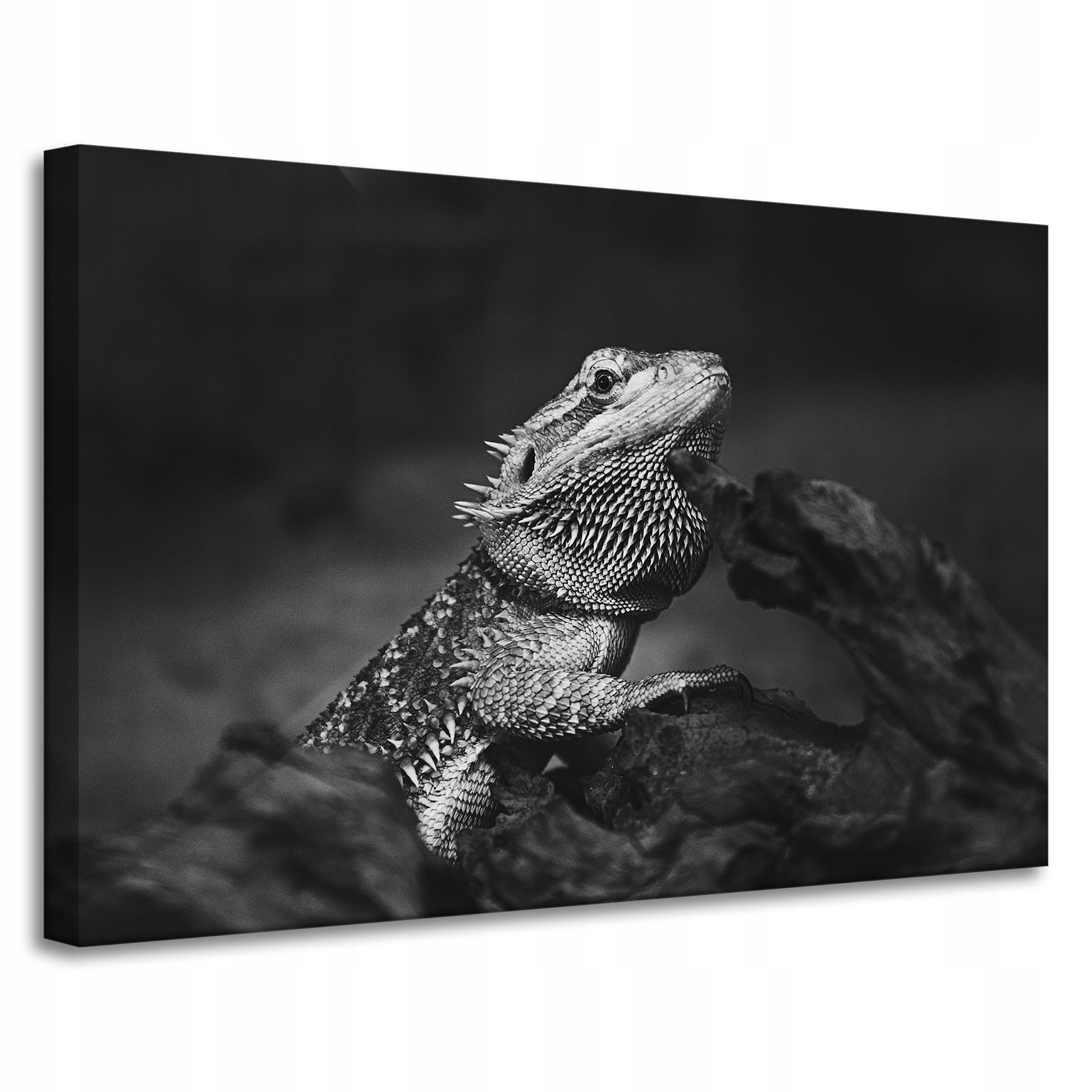 Obraz na plátně Ještěrka Gad Černobílá Příroda 90x60
