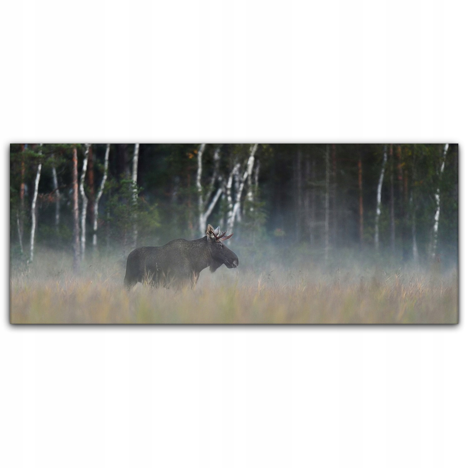 

foto-obraz na płótnie 125x50 Łoś Mgła Las Zwierzę