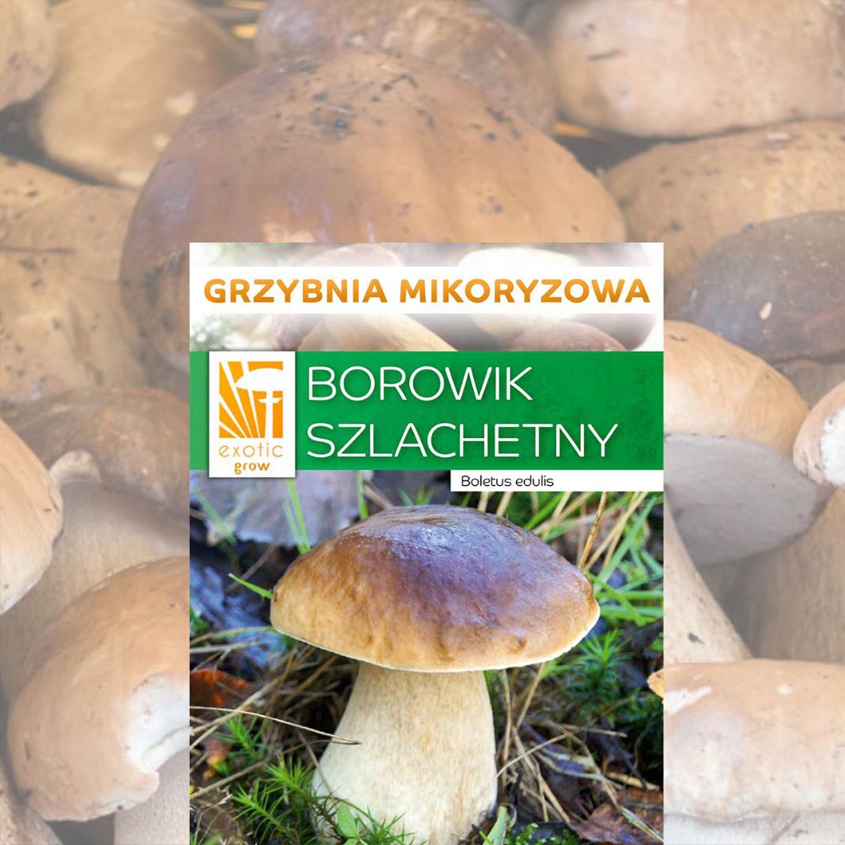 Uprawa borowika szlachetnego – grzybnia mikoryzowa do ogrodu