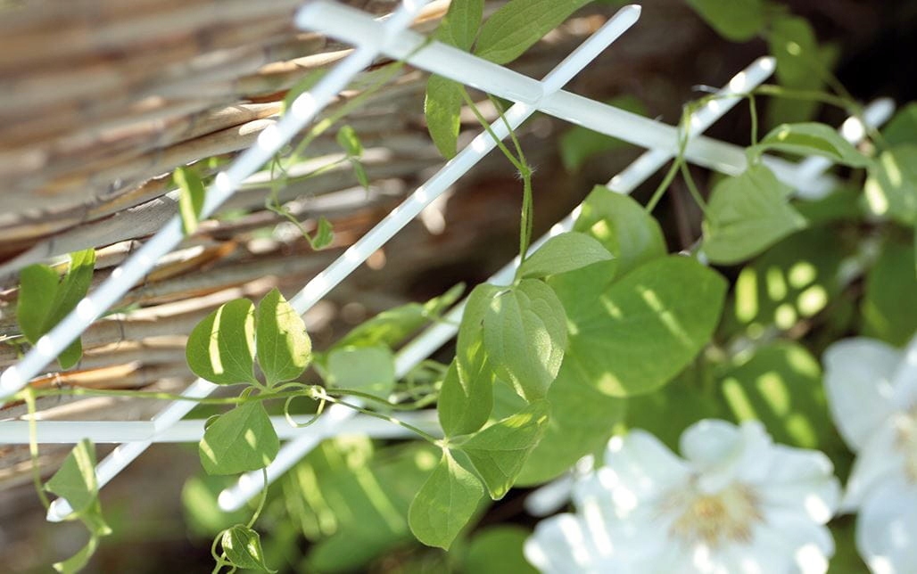 Podpórka DRABINKA plastikowa Brąz PROSPERPLAST 67c Rodzaj drabinka