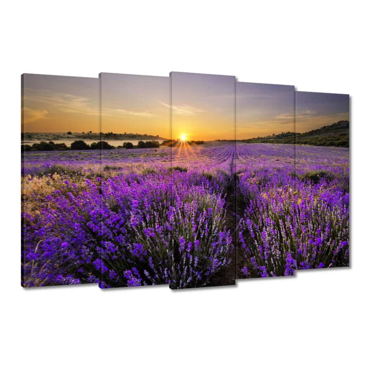 Obrazy 150x95 Levandulová krajina Slunce