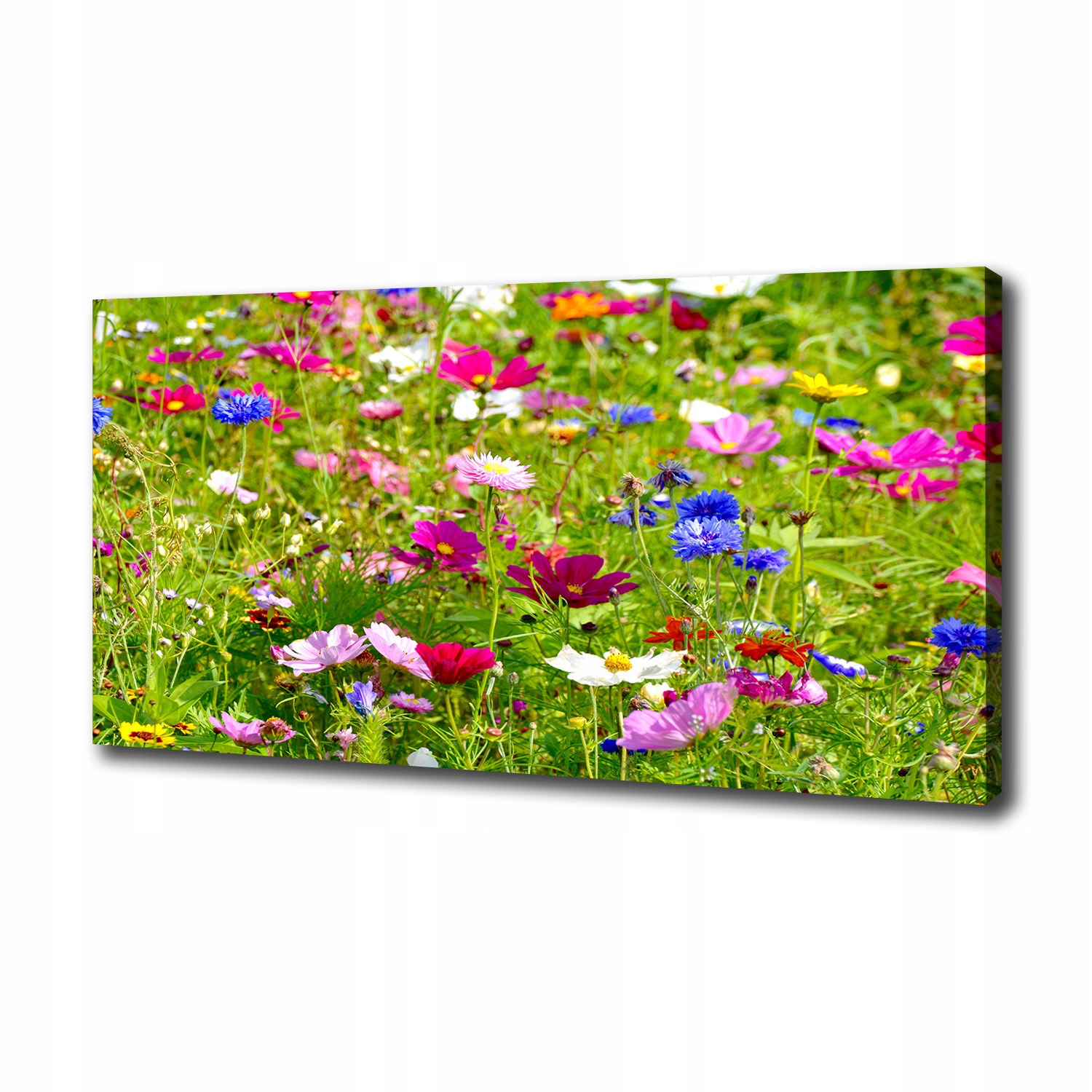 

Duży foto obraz na płótnie Polne kwiaty 100x50 cm