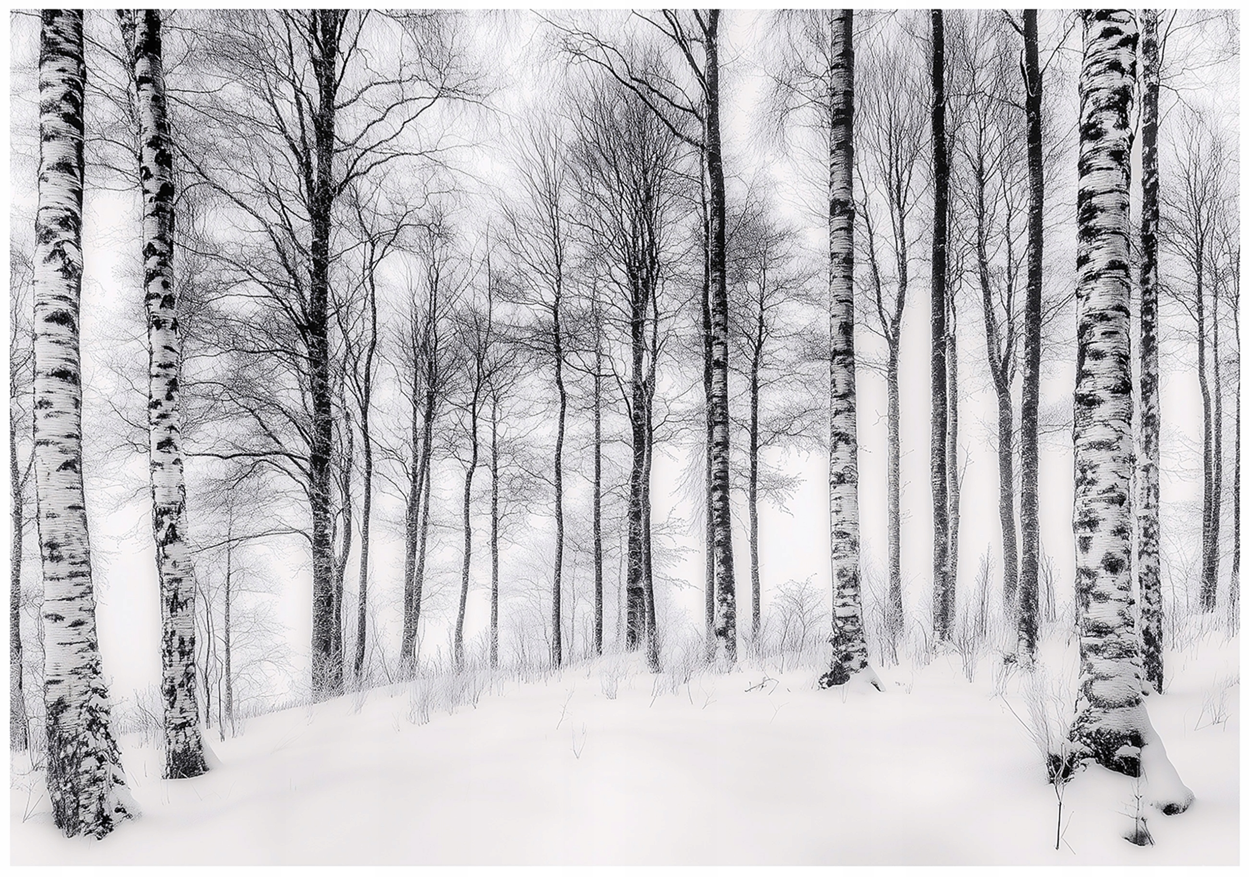 Fototapeta 3D Březový Les Stromy Příroda Na Zeď Ložnice Obývací Pokoj 400x280