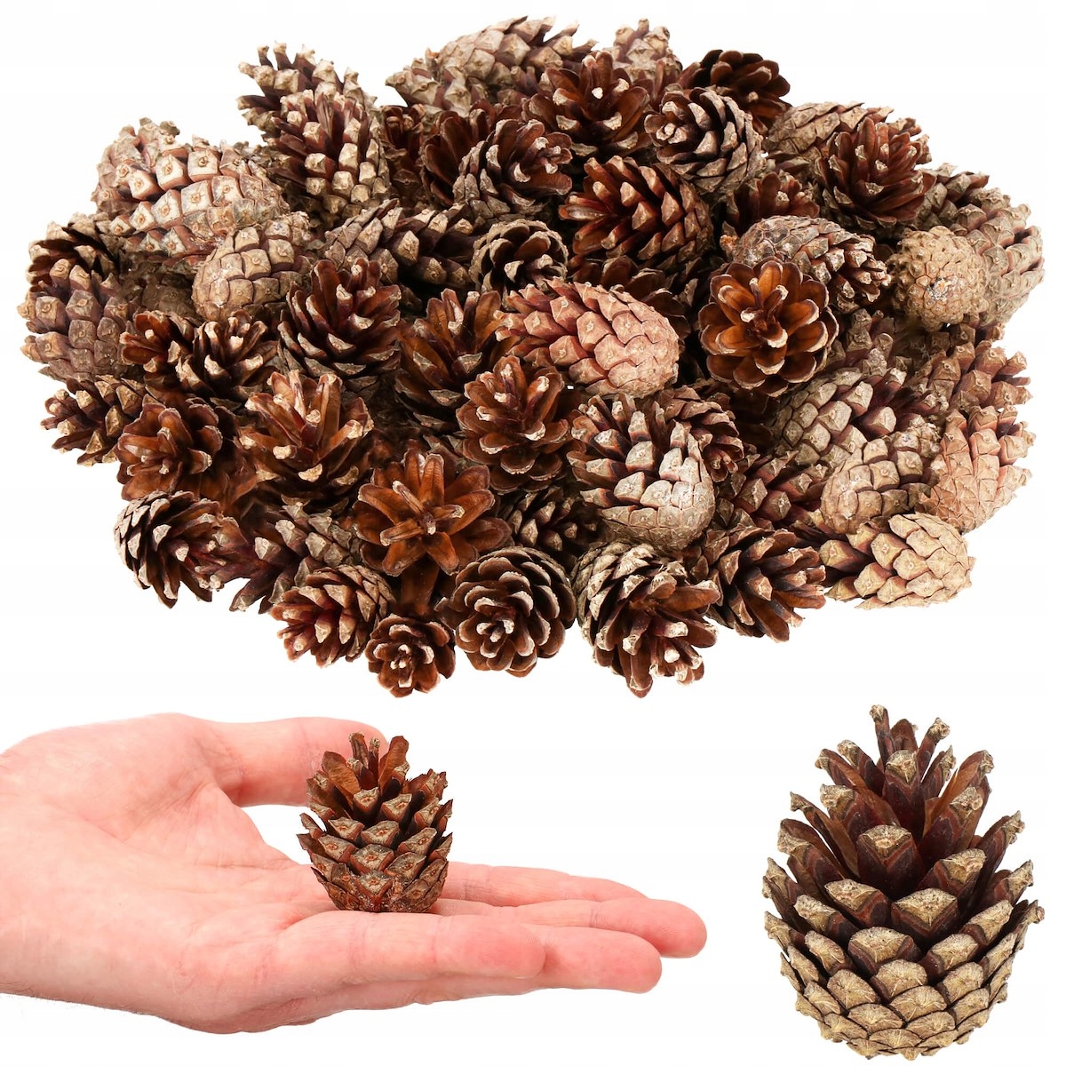 

Szyszki Sosnowe Naturalne Małe Susz 3-6cm Stroik