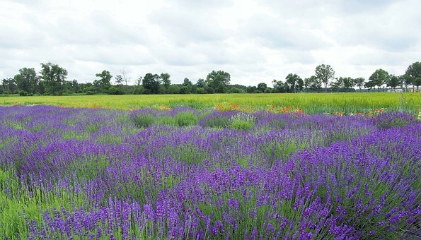 NATURALNY OLEJEK W SPRAYU NA KLESZCZE KOMARY 3+ Kod producenta Ekowytwórnia