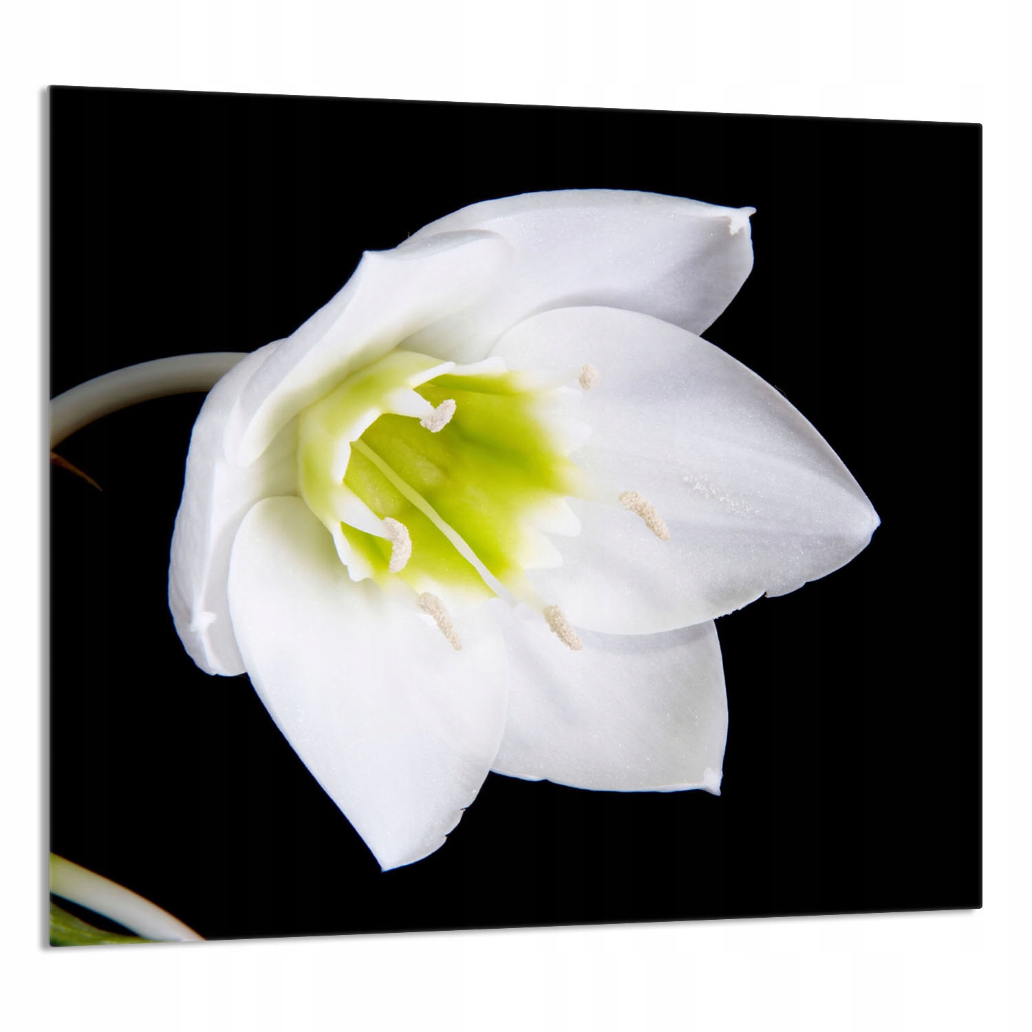 Skleněný Panel Do Kuchyně 65x60 Orchidej Tvrzené Sklo