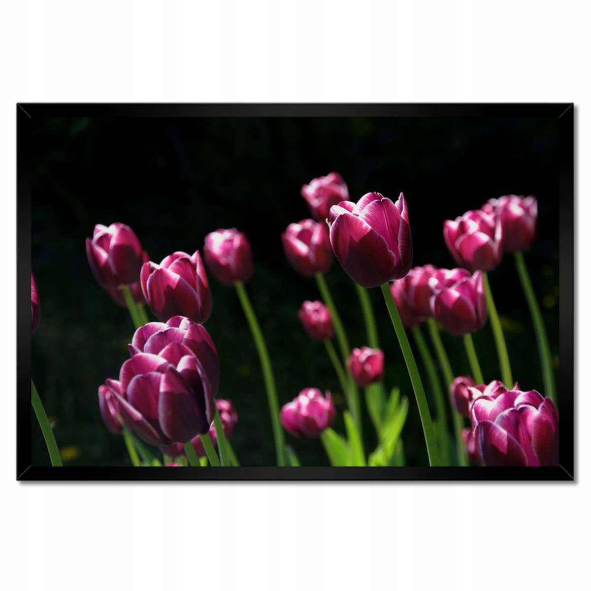 Plakáty v rámu 60x40 Fialové tulipány