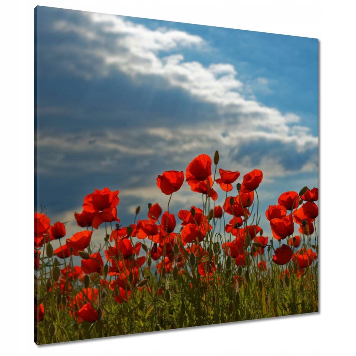 Obrazy 90x90 Mák Máky Květiny