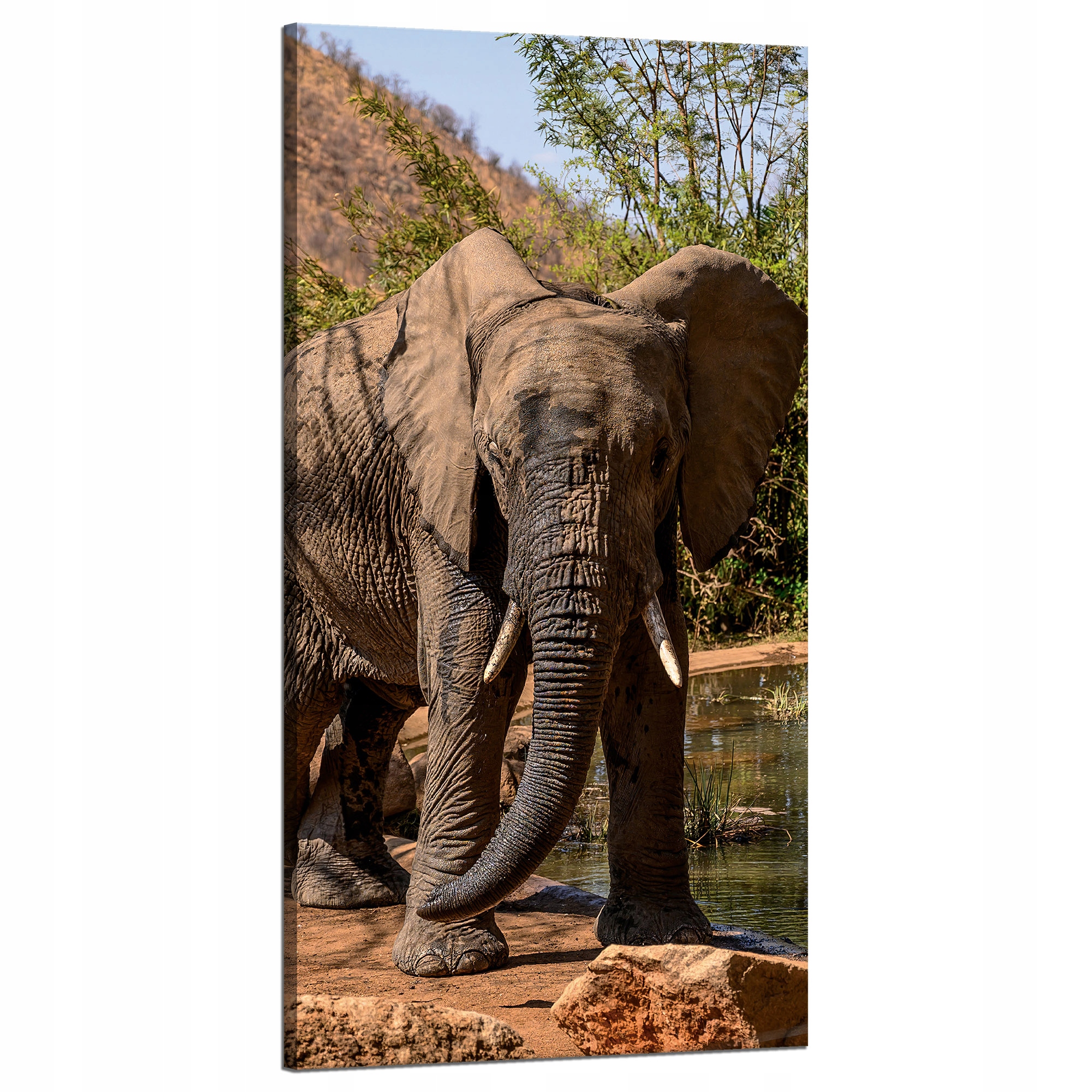 Obraz na plátně Slon Afrika Voda Bahno Slunce 60x120 cm Ideální jako dárek