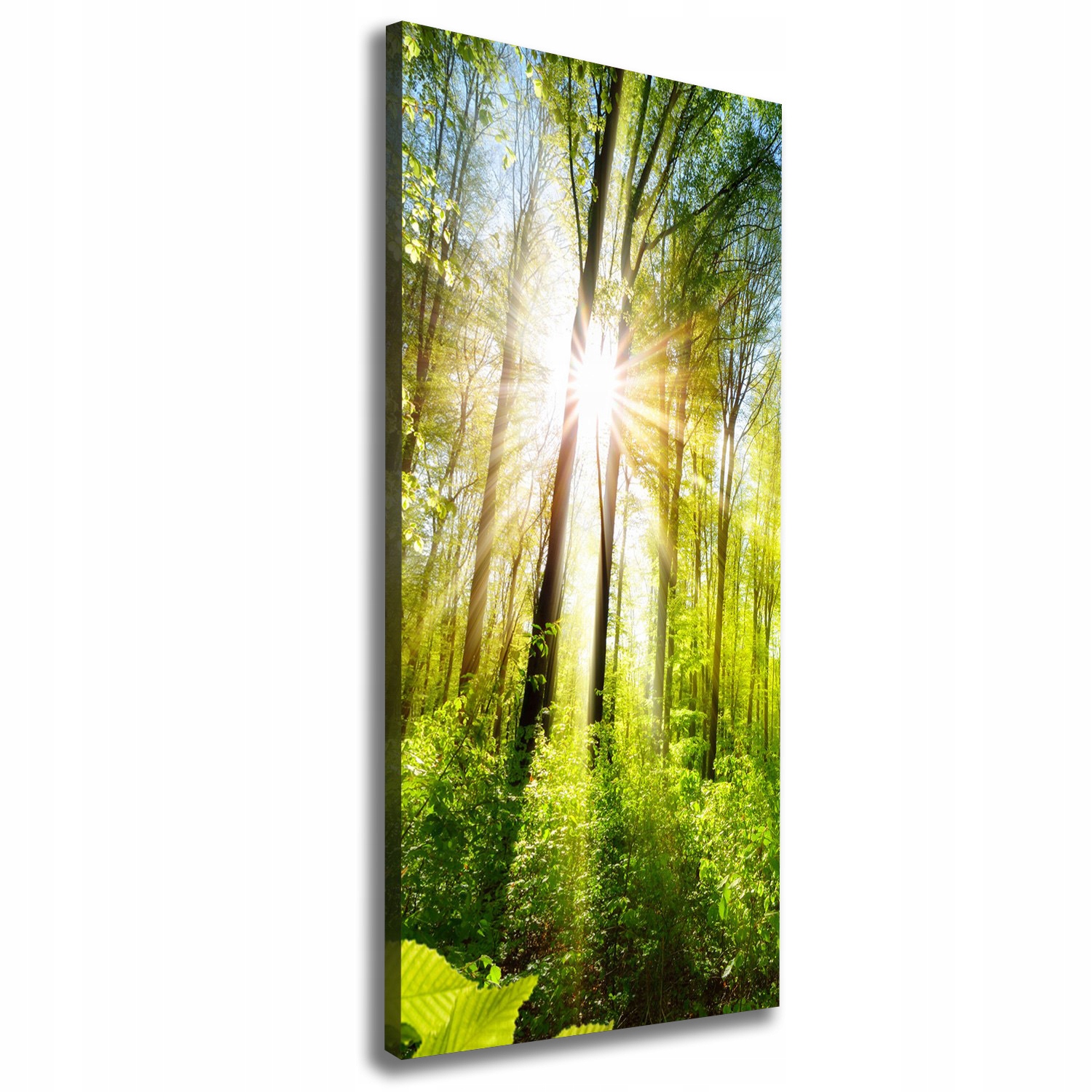 

Foto obraz na płótnie Słońce w lesie 50x125 cm