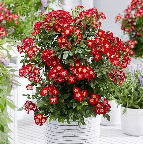 КРАСИВЫЙ НОВЫЙ СОРТ! КРАСНО-БЕЛАЯ РОЗА EVERGLOW RUBY