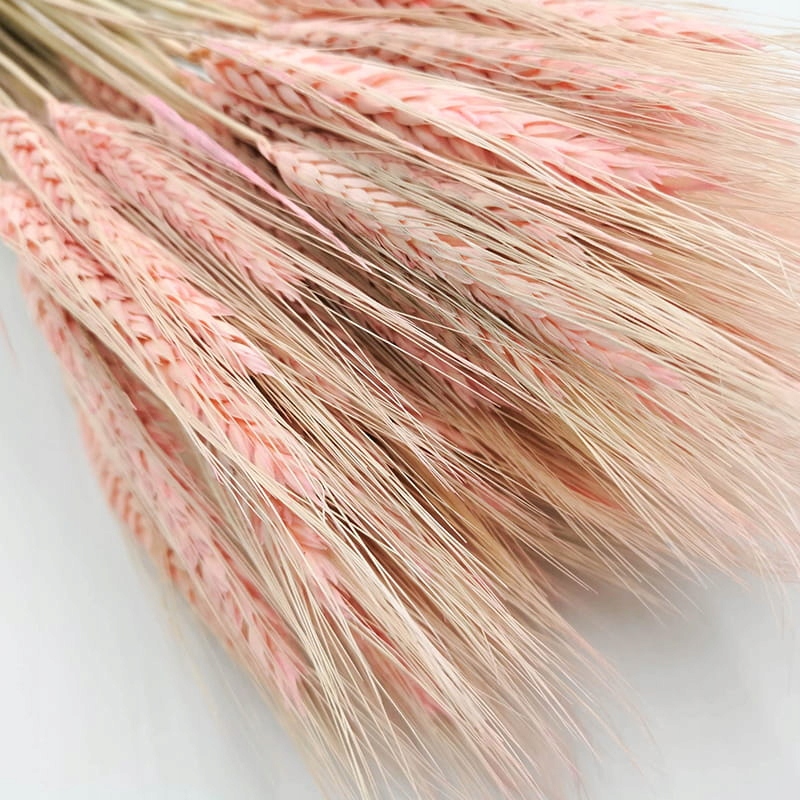 PSZENŻYTO EXTRA RÓŻOWE zboże suszone kłosy ~90 boho Marka inna