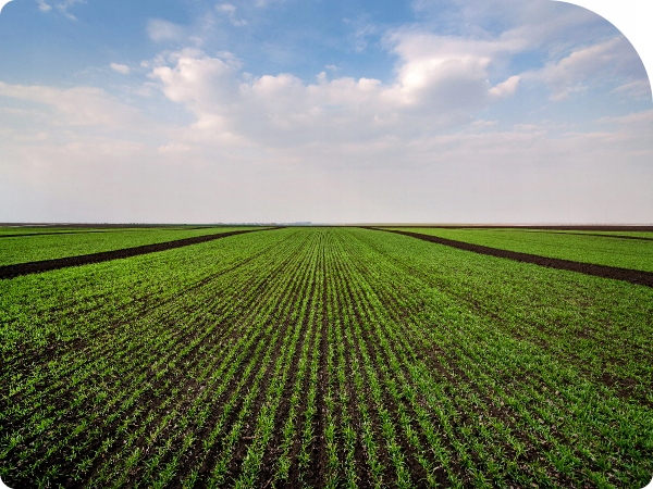 MOCNY ŚRODEK CHWASTOBÓJCZY 1L NA CHWASTY SINGLIF 360 SL GLIFOSAT Pojemność 1 l