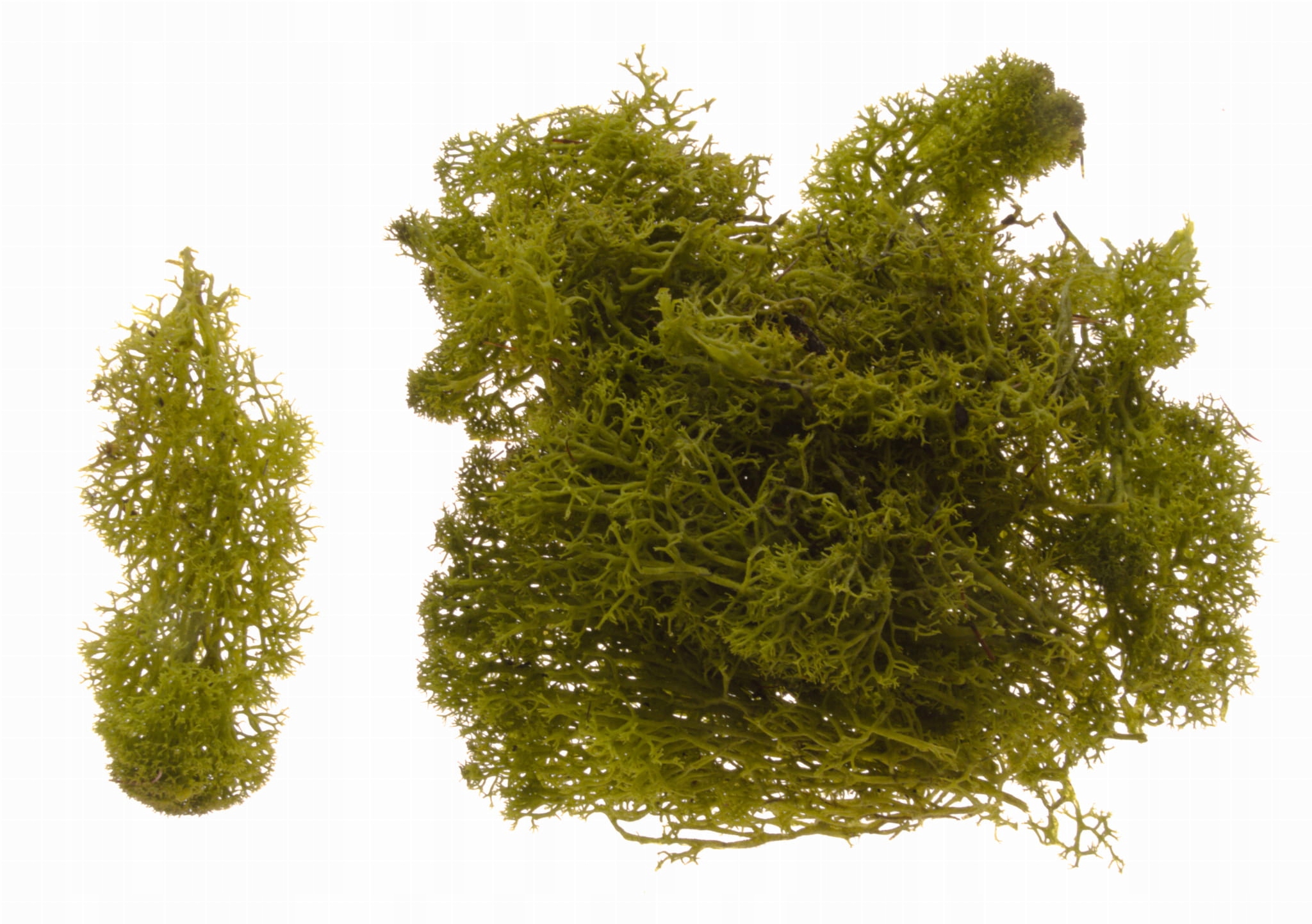 

Mech Chrobotek Reniferowy Stroik Naturalny 30g