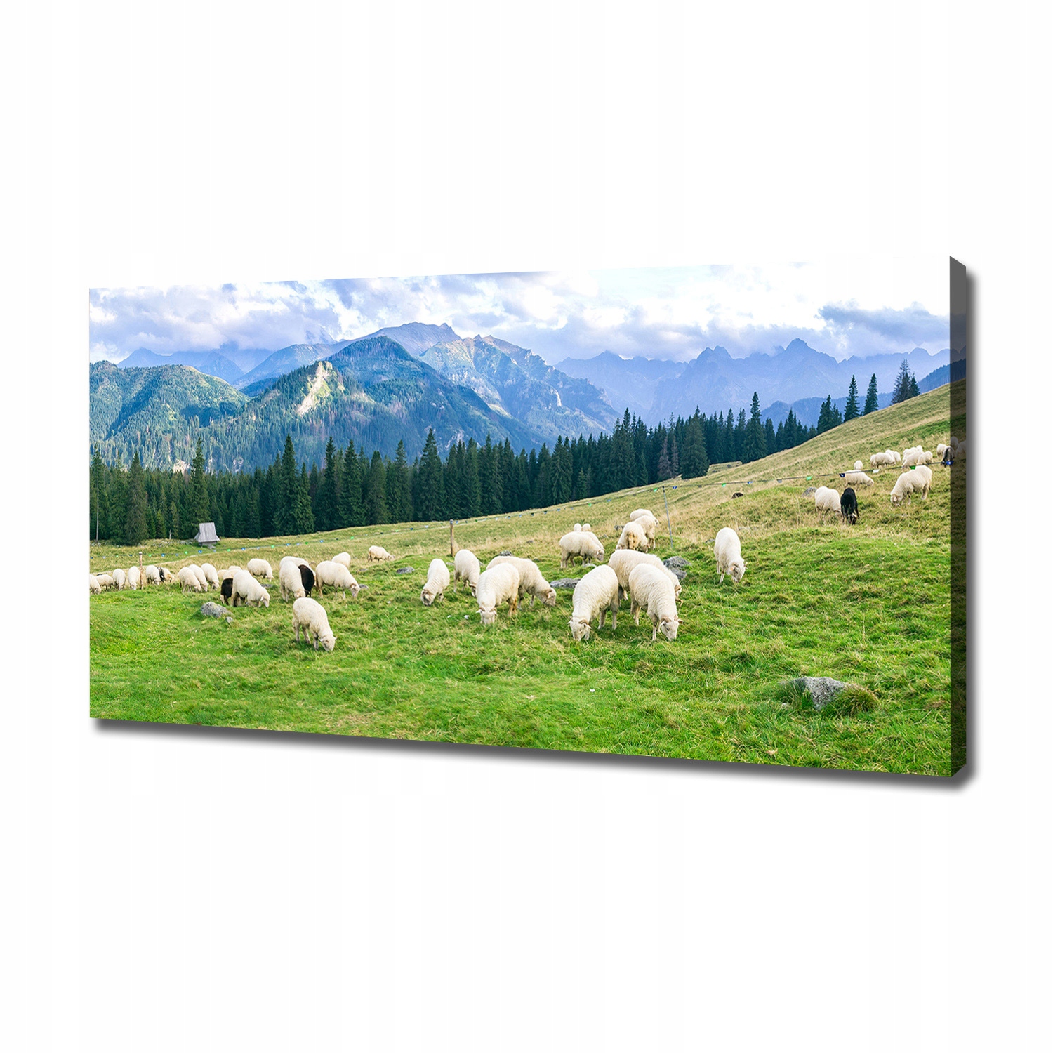 

Foto obraz na płótnie Owce w Tatrach 120x60 cm