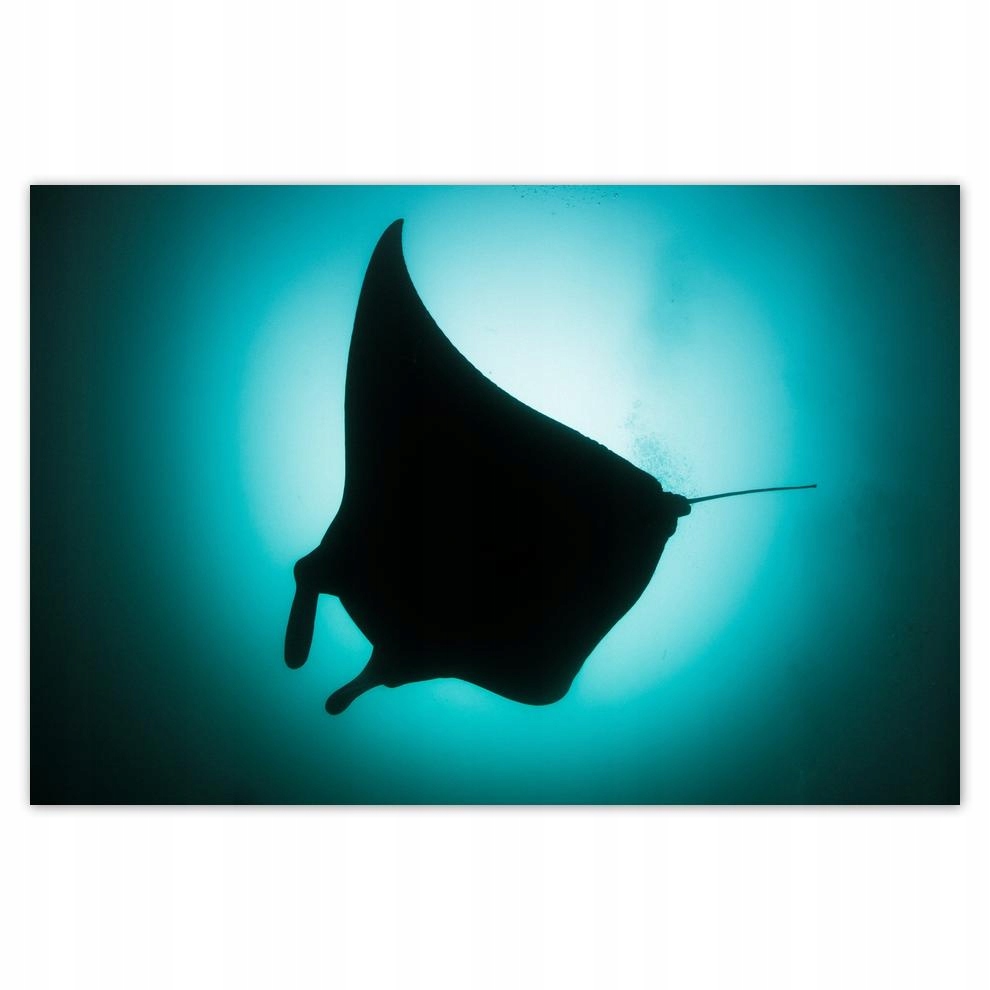 

Plakaty 60x40 Zwierzęta Zwierzątka