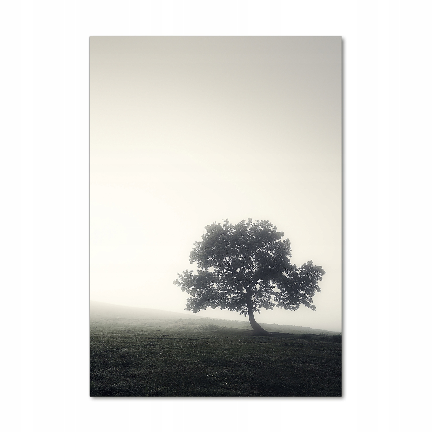 

Foto obraz akryl do salonu Drzewo we mgle 70x100cm