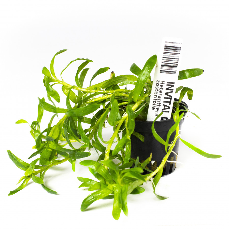 INVITAL Heteranthera zosterifolia koszyk Ø 5,5 cm