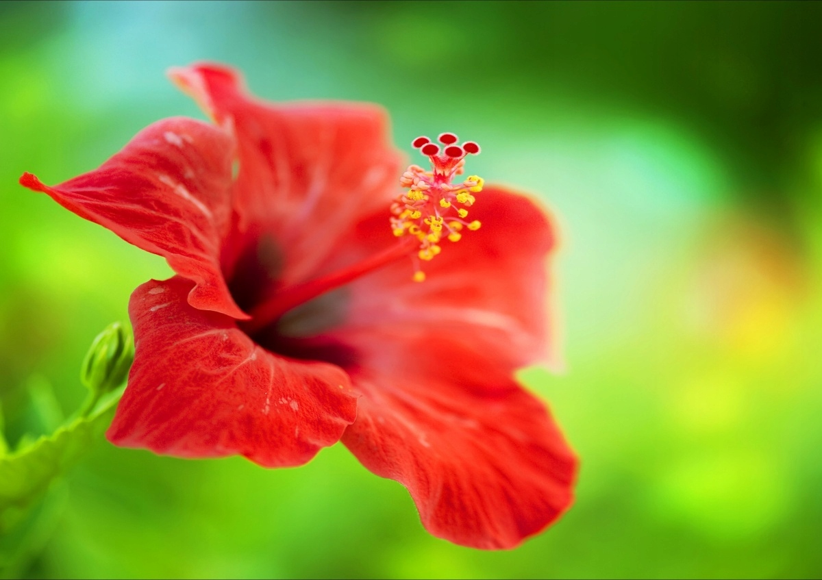 

Fototapeta Flizelinowa Hibiskus Czerwony 312x219