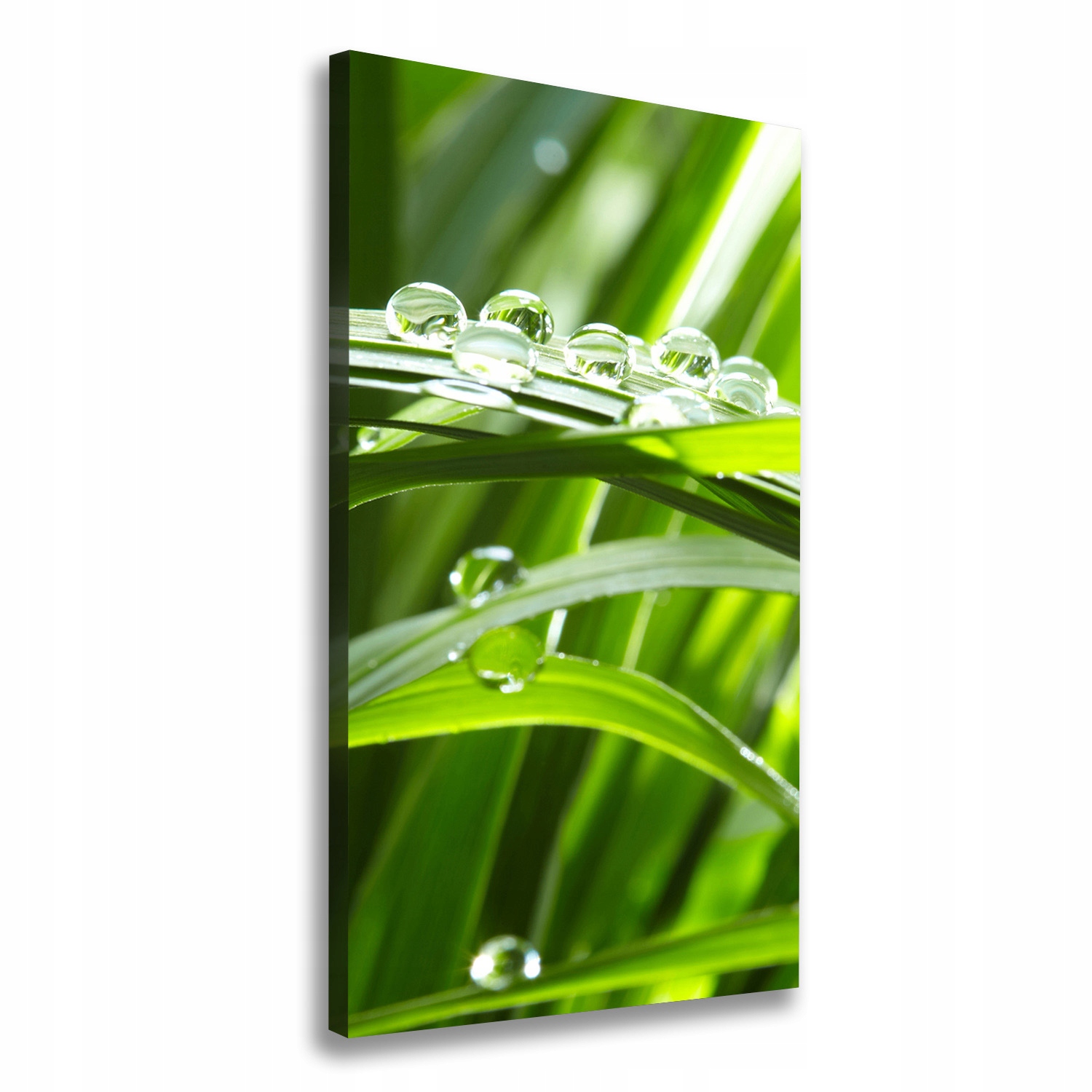 

Foto obraz canvas do salonu Źdźbła trawy 60x120