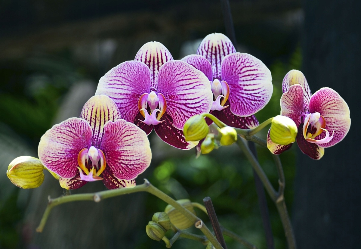 

Fototapeta Flizelinowa Orchidea Fioletowy 152x104