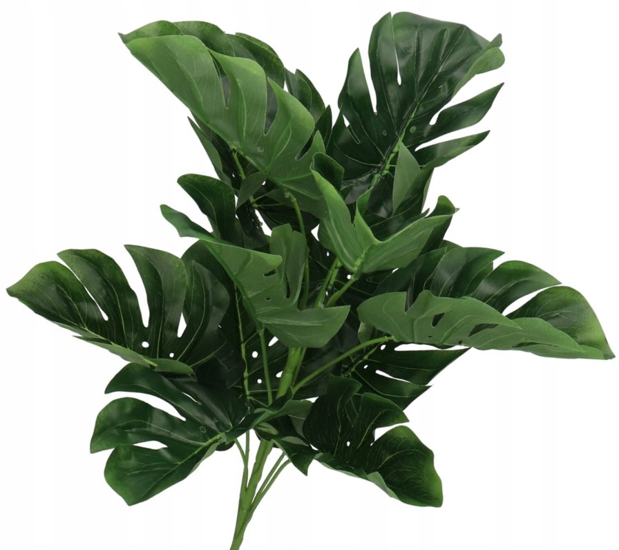 

Monstery Monstera Bukiet XXL Liście 58 CM Gałązki