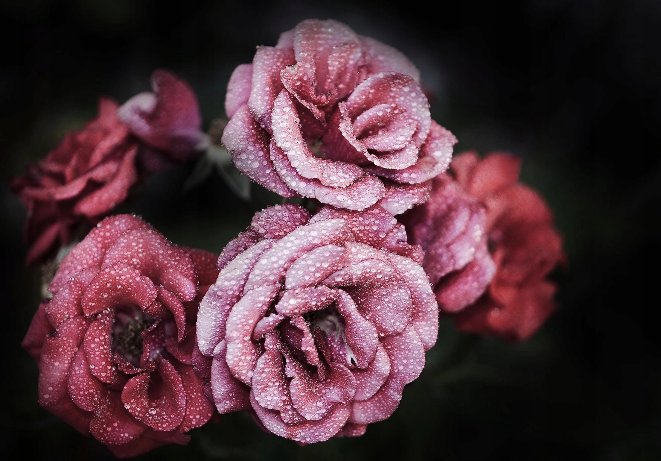 Fototapeta Růže v rose, jemnost a svěžest rána 312x219 lepidlo
