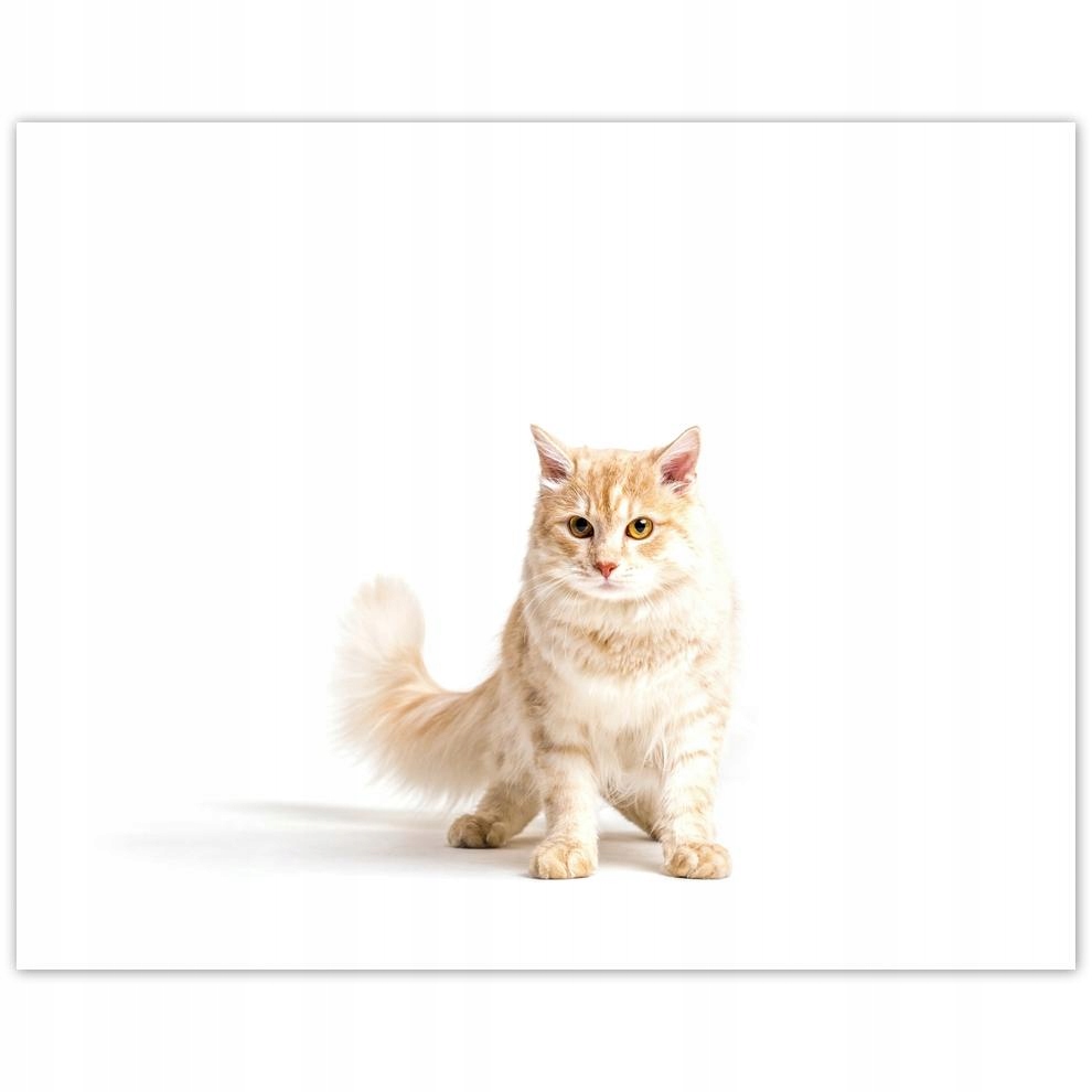 

Plakat 50x40 Kotek Kotki Koty Kicia