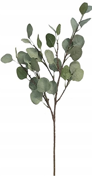 

Eukaliptus Gałązka Eukaliptusa Zielona 90cm
