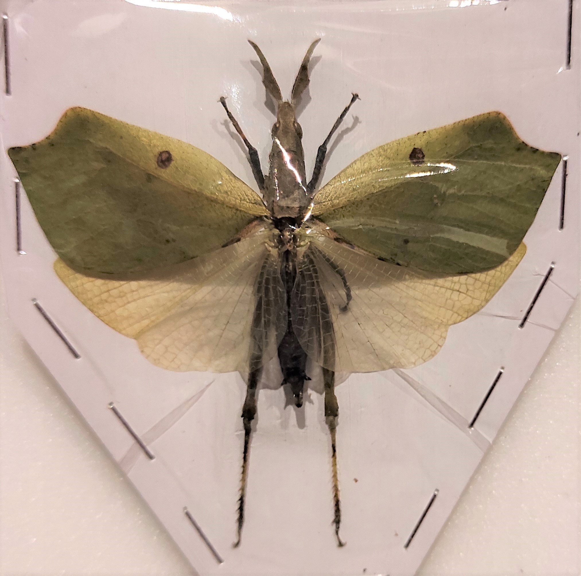 Systella platyptera зеленая форма .