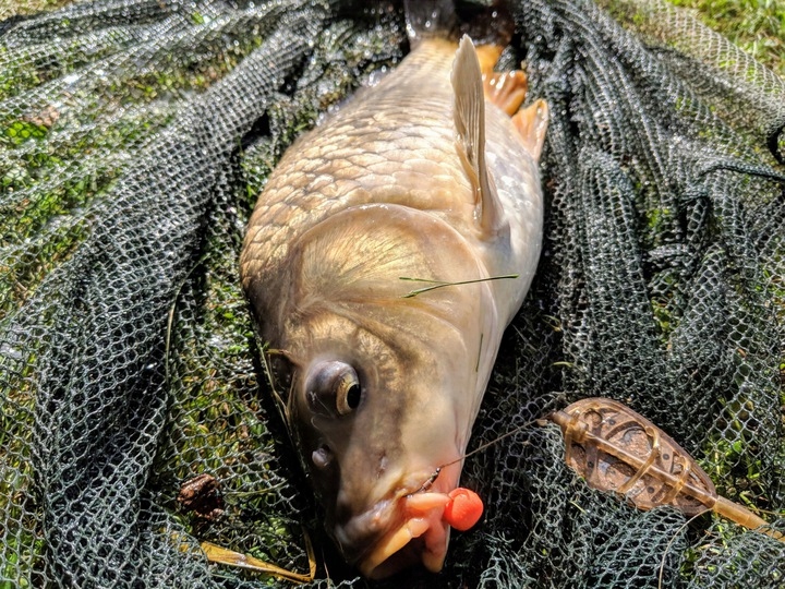 Ringers Wafters Chocolate Allsorts 6mm dumbells Model Allsort Wafters