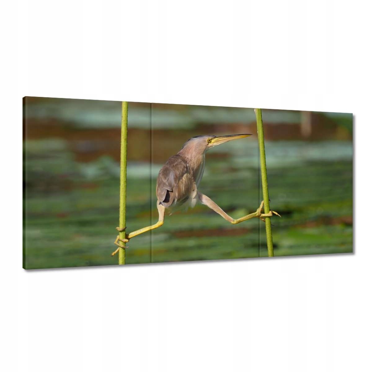 Obrazy 180x90 Čapla vták Krajina Pohľad