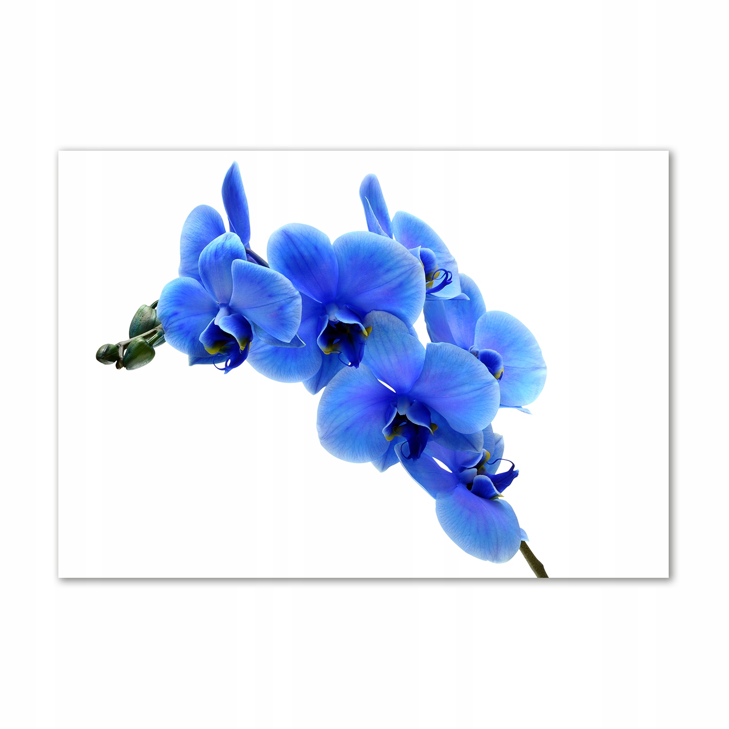 Obraz akrylová fotografia Modrá orchidea 100 x 70 cm