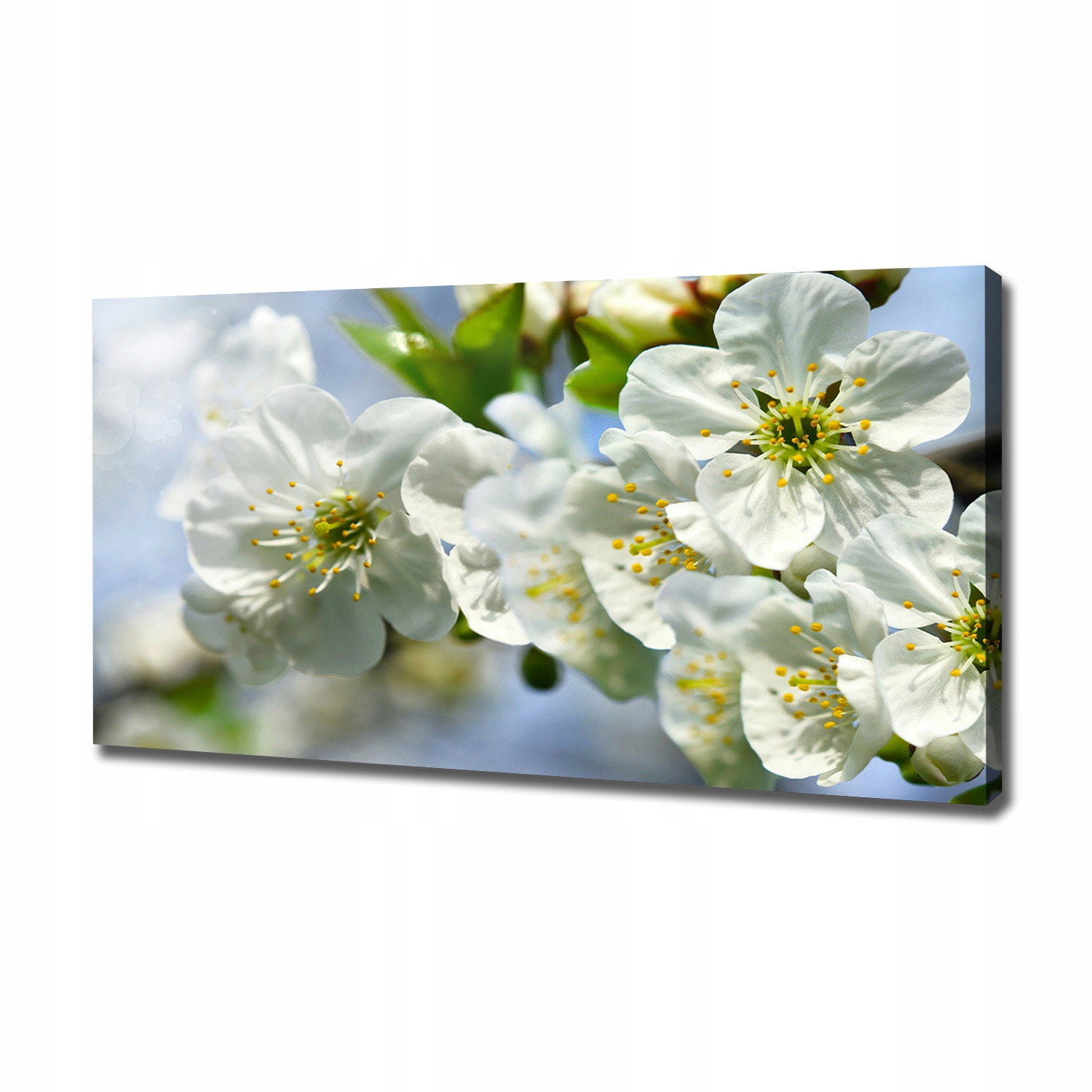 

Foto obraz canvas na ścianę Kwiat wiśni 120x60 cm